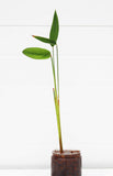Thalia (TALL Skinny Unique Pond Plant)
