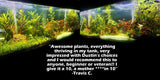 D's Standard Aquarium Plant  Combo Plant Pack (BEST VALUE)