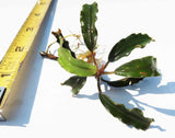 Random 7 Leaves of Bucephalandra