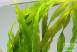 Vallisneria Asiatica Biwaensis