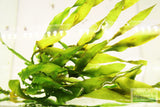 Vallisneria Asiatica Biwaensis