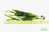 Vallisneria Asiatica Biwaensis