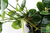 Anubias Barteri "Broadleaf" (Our Largest Anubias)