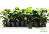 Anubias Barteri "Broadleaf" (Our Largest Anubias)