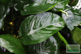 Anubias Barteri "Broadleaf" (Our Largest Anubias)