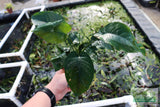 Anubias Barteri "Broadleaf" (Our Largest Anubias)