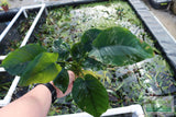 Anubias Barteri "Broadleaf" (Our Largest Anubias)