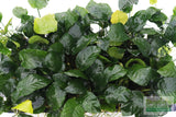 Anubias Barteri "Broadleaf" (Our Largest Anubias)