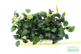 Anubias Barteri "Broadleaf" (Our Largest Anubias)