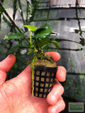 Anubias Barteri "Golden Coin"  (Smaller with many leaves nickel size) NICE PLANTS