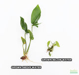 Anubias Gigantea (the Ultimate Anubias) Aquarium Plant For Sale. This plant has a large dark green arrow head leaf. This images shows above water growth vs new below water growth. The new below water growth is smaller and lighter green.
