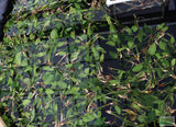 Anubias Gigantea (the Ultimate Anubias)