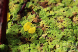 Azolla