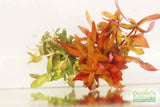Ammania Gracilis (Thick RED Aquarium Plant)