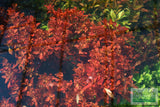 Ammania Gracilis (Thick RED Aquarium Plant)