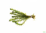 Anacharis Elodea_Easy Low Light Aquarium Plant