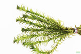 Anacharis Elodea_Easy Low Light Aquarium Plant