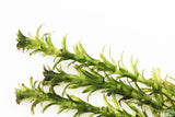 Anacharis Elodea_Easy Low Light Aquarium Plant