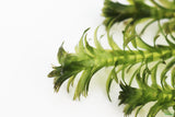Anacharis Elodea_Easy Low Light Aquarium Plant