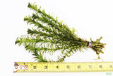 Anacharis Elodea_Easy Low Light Aquarium Plant