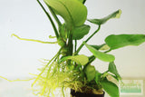 Anubias Barteri "Broadleaf" (Our Largest Anubias)