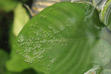 Anubias Barteri "Broadleaf" (Our Largest Anubias)