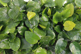 Anubias Barteri "Broadleaf" (Our Largest Anubias)