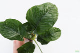 Anubias Barteri "Broadleaf" (Our Largest Anubias)