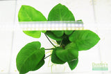 Anubias Barteri "Broadleaf" (Our Largest Anubias)