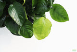 Anubias Barteri "Broadleaf" (Our Largest Anubias)