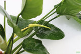 Anubias Barteri "Broadleaf" (Our Largest Anubias)