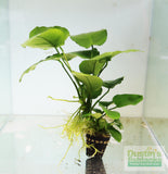 Anubias Barteri "Broadleaf" (Our Largest Anubias)