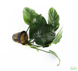 Anubias Barteri "Broadleaf" (Our Largest Anubias)