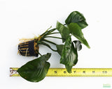 Anubias Barteri "Broadleaf" (Our Largest Anubias)