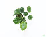Anubias Barteri "Golden Coin"  (Smaller with many leaves nickel size) NICE PLANTS