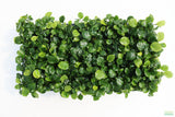 Anubias Barteri "Golden Coin"  (Smaller with many leaves nickel size) NICE PLANTS