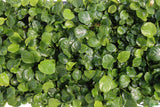 Anubias Barteri "Golden Coin"  (Smaller with many leaves nickel size) NICE PLANTS