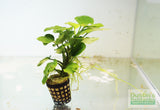 Anubias Barteri "Golden Coin"  (Smaller with many leaves nickel size) NICE PLANTS