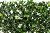 Anubias Barteri "Golden Coin"  (Smaller with many leaves nickel size) NICE PLANTS