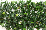 Anubias Barteri "Golden Coin"  (Smaller with many leaves nickel size) NICE PLANTS