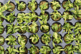 Anubias barteri var. glabra "pinto" hybrid