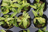 Anubias barteri var. glabra "pinto" hybrid
