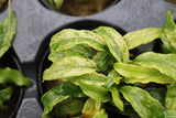 Anubias barteri var. glabra "pinto" hybrid