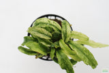 Anubias barteri var. glabra "pinto" hybrid