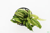 Anubias barteri var. glabra "pinto" hybrid