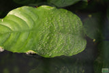 Anubias Coffeefolia