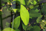 Anubias Congensis Aquarium Plant For Sale. This Anubias in underwater with other leaves. The leaves are large, long, and skinny. They are a darker green. 