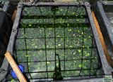 Anubias Barteri "Broadleaf" (Our Largest Anubias)