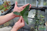 Anubias Gigantea (the Ultimate Anubias)