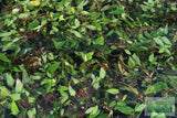 Anubias Gigantea (the Ultimate Anubias)